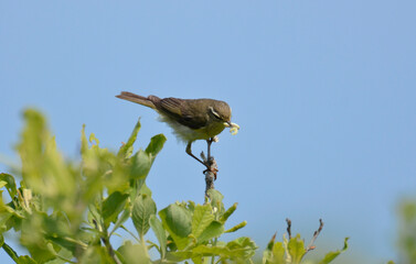Pipit farlouse,Anthus pratensis, Meadow Pipit