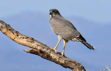 Autour à ailes grises,Melierax poliopterus, Eastern Chanting Goshawk, Afrique