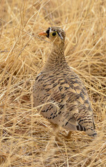 Ganga à face noire,Pterocles decoratus, Black faced Sandgrouse, Afrique
