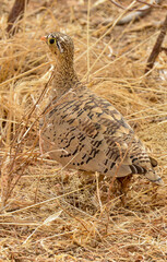 Ganga à face noire,Pterocles decoratus, Black faced Sandgrouse, Afrique