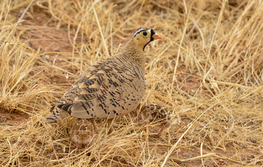 Ganga à face noire, jeune,Pterocles decoratus, Black faced Sandgrouse, Afrique