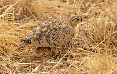 Ganga à face noire,Pterocles decoratus, Black faced Sandgrouse, Afrique