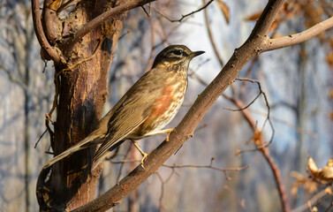 Grive mauvis,
Turdus iliacus, Redwing
