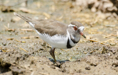 Gravelot à triple collier, Pluvier à triple collier,Charadrius tricollaris, Three banded Plover