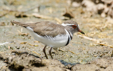 Gravelot à triple collier, Pluvier à triple collier,Charadrius tricollaris, Three banded Plover