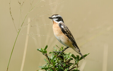 Tarier des prés,Saxicola rubetra, Whinchat