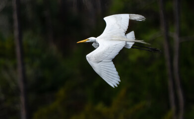 Great egret flying by