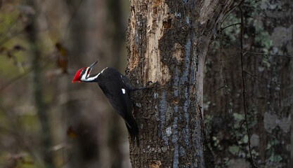 Pileated woodpecker on a tree
