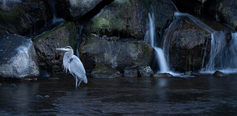 Great blue heron standing in a pond near a waterfall