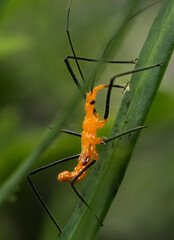 Assassin bug nymph with a tiny fly