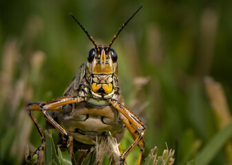 Eastern Lubber Grasshopper