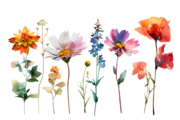 Watercolor floral stem collection hand-painted botanical art flower accent bouquet. Isolated on transparent.

