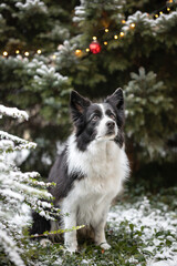 Vertical Portrait of Border Collie with Coniferous Tree with Frost in Winter. Cute Black and White Furry Dog Sits in Cold Weather.
