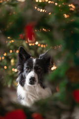 Vertical Portrait of Cute Border Collie with Christmas Decoration. Shallow Depth of Field of Black and White Adorable Dog with Green Festive Decor.