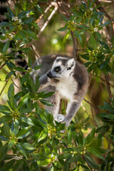 Ring-Tailed Lemur (Lemur Catta) Sits on a Green Tree, surrounded by Leaves. The Primate in a Natural Setting in Zoological Garden.