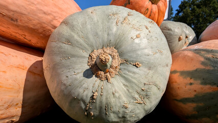 Variety of white pumpkins harvested in fall. 