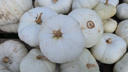 Collection of white decorative pumpkins. 