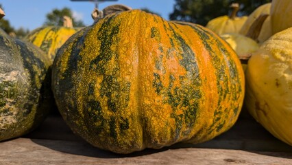 Assorted pumpkins with orange and green colors on a white background, showing natural variegation....