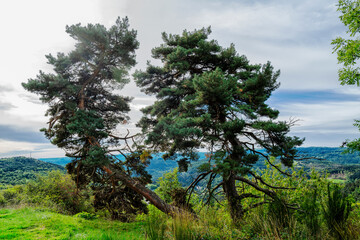 deux arbres dans la verdure