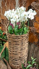 White Orchid Arrangement