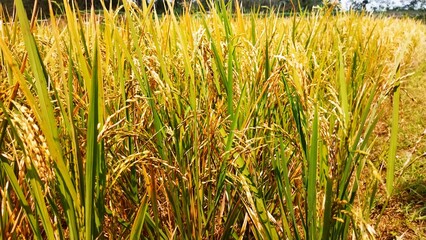 field of rice plants