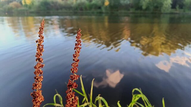 Horizontal Shot of Rumex Confertus Flowers Swaying Gently by Riverbank in Sunlight &mdash; Cinematic Ambient Visual for Mindfulness, Wellness and Seasonal Transition