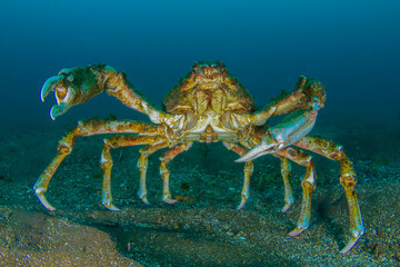 blue crab underwater