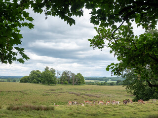 herd of fallow deer in beautiful green petworth park