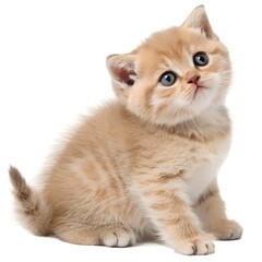 Obraz premium Golden Gaze: A captivating portrait of a ginger kitten with big, innocent eyes, bathed in soft light and an air of curiosity.