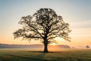 Obraz premium Solitary Silhouette of Tree in Grassy Field with a Radiant Sunrise on the Horizon