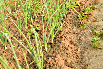 A bed in the garden with sprouted onions.