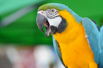 Blue and gold macaw bird Pets are people's friends macaw parrot free flying bird .