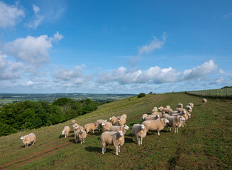 Obraz premium flock of sheep on north downs in kent near wye on sunny summer morning