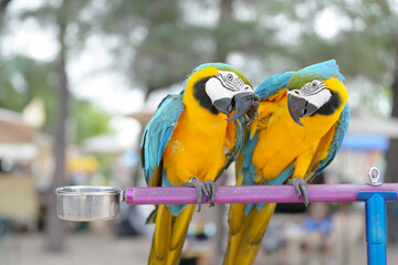 Blue and gold macaw bird Pets are people's friends macaw parrot free flying bird .