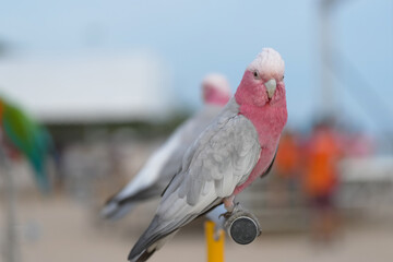cockatoo Galah parrot on a branch parrot free flying bird . © Sanit
