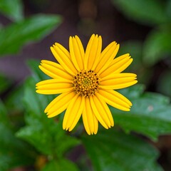 Obraz premium Close-up of a bright yellow flower (2)