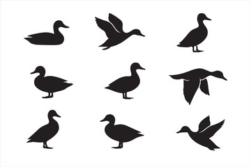 Set of duck silhouettes in different poses, flying, swimming, and standing. Black vector ducks isolated on white for wildlife, nature, hunting, and design elements.