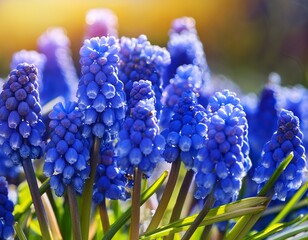 magnificent close up of grape hyacinth flowers in full bloom