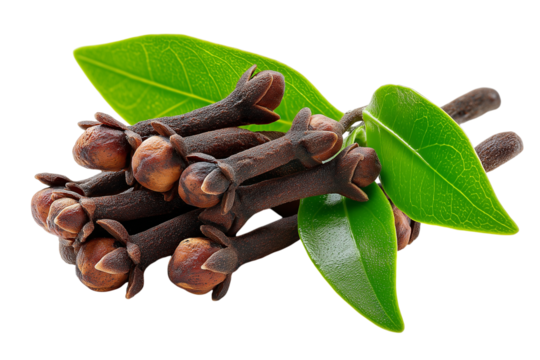 clove buds cluster with leaves, isolated on transparent background, spices and herbs