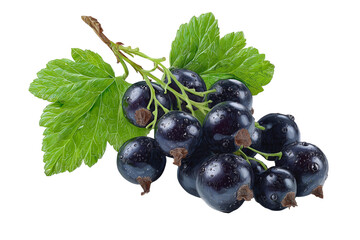 ripe blackcurrant or black currant isolated on transparent background