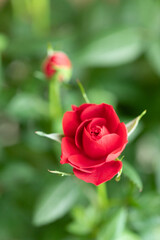 A vibrant red rose in bloom stands out against a lush green background, symbolizing love, beauty, and elegance in nature.