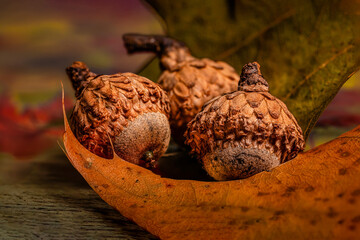Dried cones and acorns in autumn