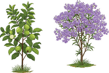 Realistic guava tree with green fruits and purple flowering tree illustration, tropical exotic garden plants, nature vegetation for landscape design