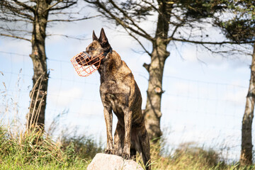 Naklejka premium Brindle dutch shepherd with a muzzle on portrait 