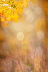 Autumn golden leaves and beautiful lens bokeh