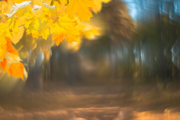 Autumn golden leaves and beautiful lens bokeh