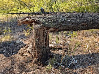old tree trunk