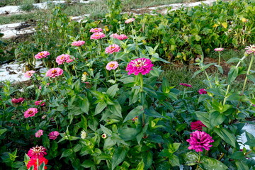 Zinnias at the Farm