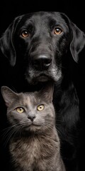 Dog and cat portrait on black background pets friendship and togetherness