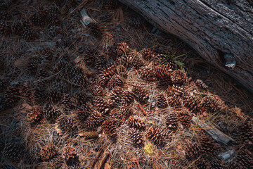 Abundance of Pine Cones and Needles on the Forest Floor Next to a Fallen Log in the Sierra Nevada